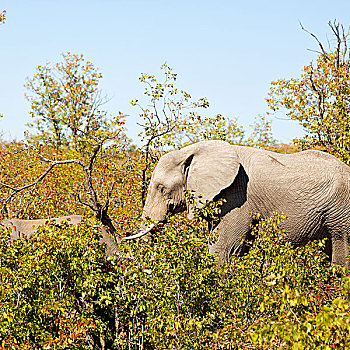 模糊,南非,野生动物,自然保护区,野生,大象