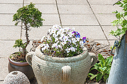 庭院装饰,三色堇,花,罐