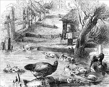 家养,鸭子,法国,19世纪