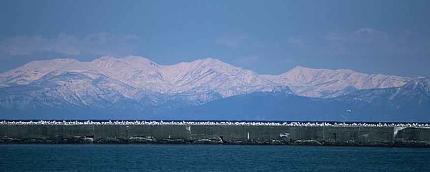 白色,山脉,海鸥