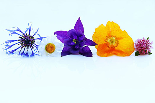 紫色,黄色,红色,春花,白色背景,矢车菊,耧斗菜,三叶草,罂粟,雏菊