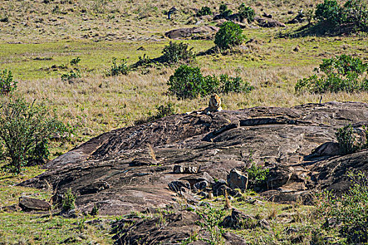 肯尼亚马赛马拉国家公园狮子