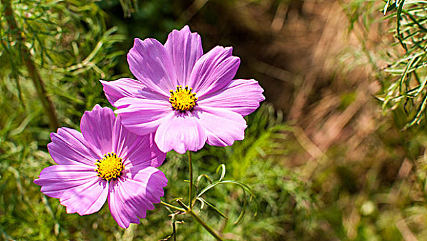 格桑花特写