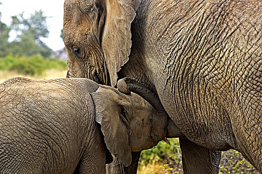 非洲象,幼兽,吸吮,马赛马拉,公园,肯尼亚