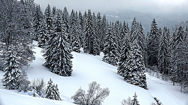 雪,树林,巴登符腾堡,德国