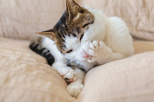 沙发上舔爪子的可爱小猫