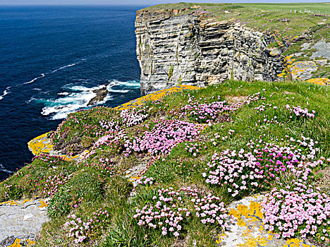 悬崖,头部,垫子,节省,海洋,海石竹,奥克尼群岛,苏格兰,大幅,尺寸