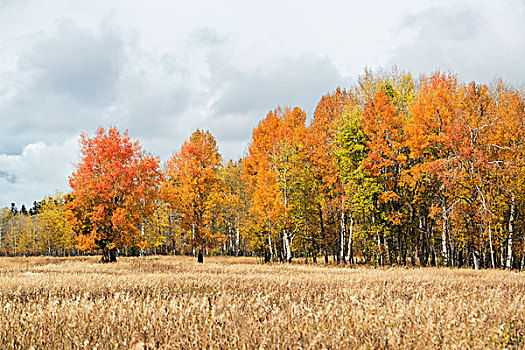 秋叶,树,风景