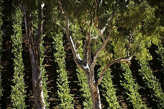 橡胶树,正面,葡萄园,澳大利亚