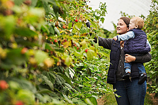 女人,幼儿,母亲,儿子,无核水果,灌木丛,挑选,秋天,树莓