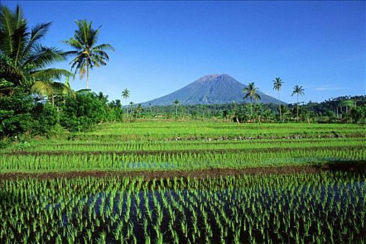 印度尼西亚,巴厘岛,稻田,背景,条纹状