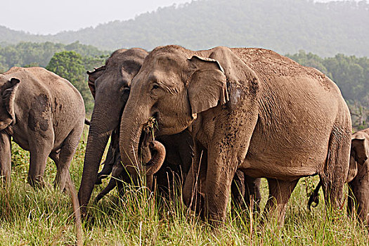 印度,亚洲象,喂食,国家公园