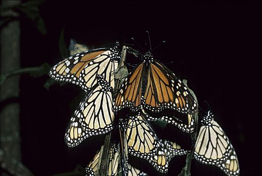 黑脉金斑蝶,冬天,地面,帝王蝴蝶,米却阿肯州,墨西哥