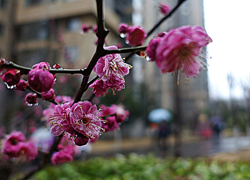 春雨润花