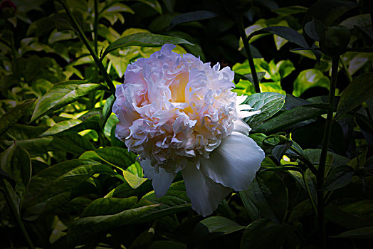 美丽芍药,芍药花