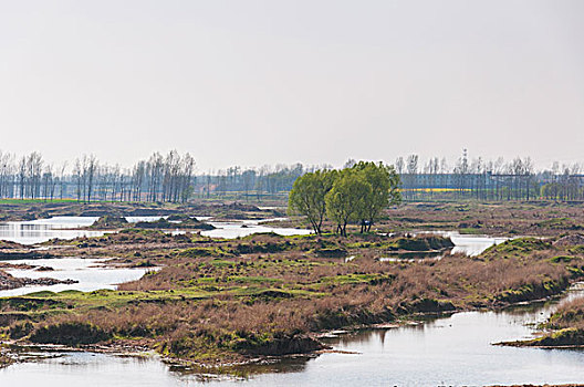 河流旁的沼泽地