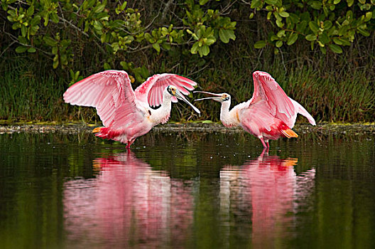 粉红琵鹭,梅里特岛,国家野生动植物保护区,佛罗里达