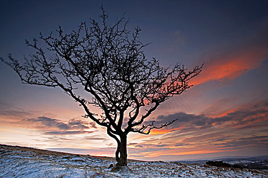 英格兰,德文郡,达特姆尔高原,孤单,山楂,树,围绕,雪,高处,乡村