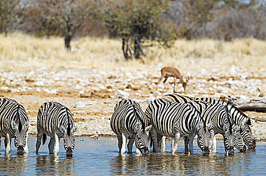 斑马,马,喝,水潭,放牧,黑斑羚,后面,埃托沙国家公园,纳米比亚,非洲