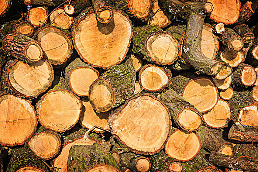 木头,堆,木柴