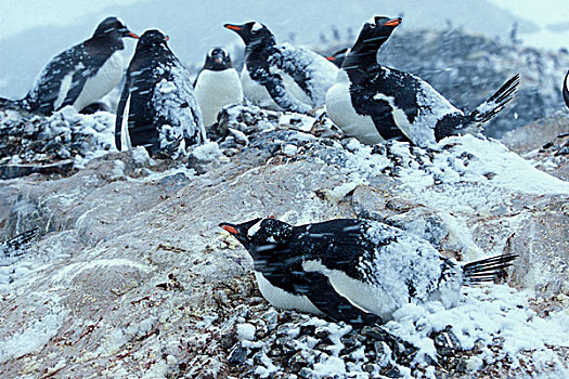南极,积雪,巴布亚企鹅,巢穴,幼兽,幼禽,暴风雪,港口