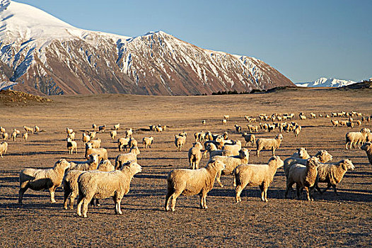 新西兰,坎特伯雷,绵羊,靠近,雪,攀升,山脉
