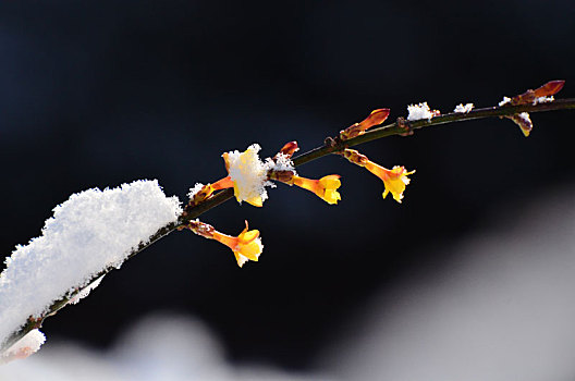 春雪润万物