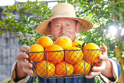 农民手上端着一篮果冻橙