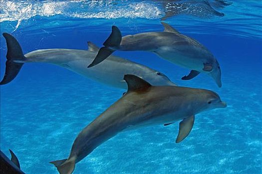 加勒比海,巴哈马,堤岸,大西洋瓶鼻海豚
