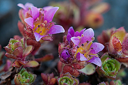 紫色,虎耳草属植物,卡林西亚,奥地利,欧洲