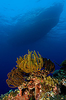 生物群,海百合,巴布亚新几内亚