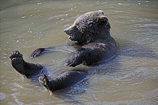 棕熊,玩,水中