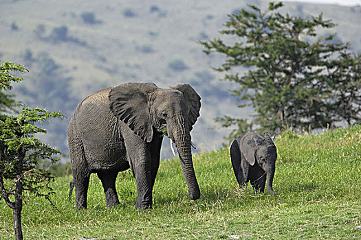 非洲象,塞伦盖蒂国家公园,坦桑尼亚