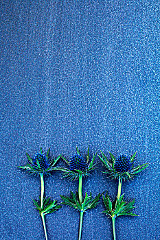 蓝色,蓟属植物