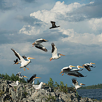 鸟群,海岸,湖,木头,安大略省,加拿大