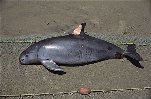 杀死,网,鲨鱼,科特兹海,靠近,圣费利佩,墨西哥