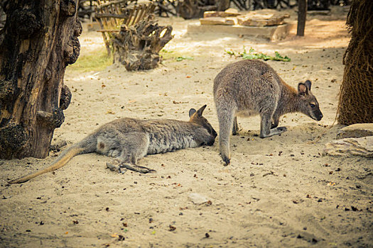 红颈袋鼠,动物园