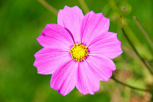 紫色的野菊花