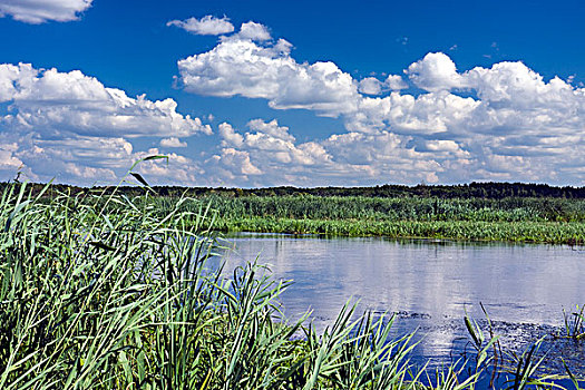 河,靠近,乡村,国家公园,波兰,欧洲