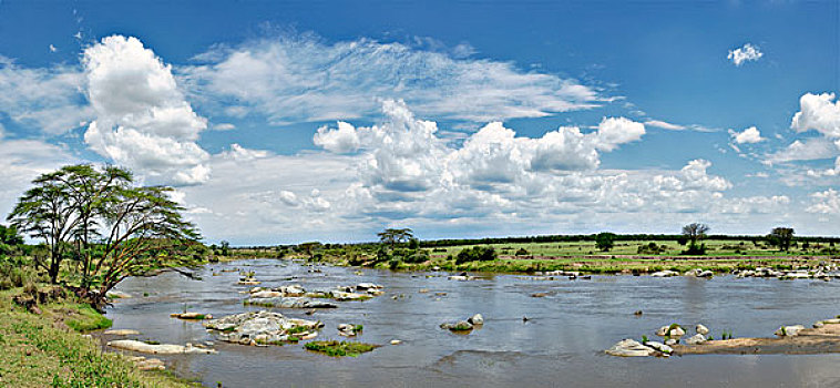 全景,马拉河,塞伦盖蒂国家公园,坦桑尼亚