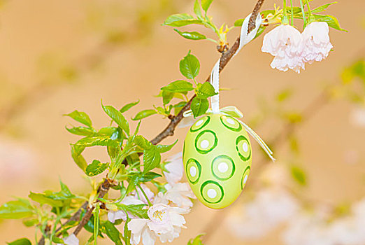 复活节彩蛋,绿色,春天,枝条