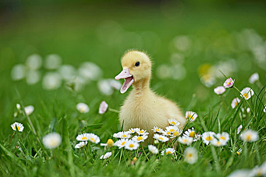 小鸭子,牧场,春天,普拉蒂纳特,巴伐利亚,德国