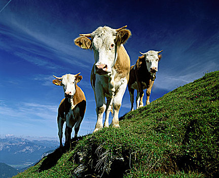 三个,母牛,高山牧场