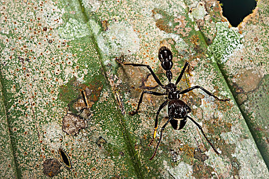蚂蚁,国家公园,亚马逊雨林,厄瓜多尔,南美