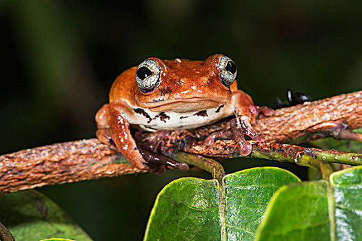 树蛙,刚果
