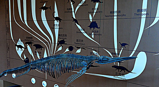 上海自然博物馆生物的进程展览