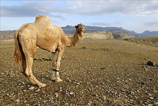 骆驼,高地,索科特拉岛,世界遗产,也门