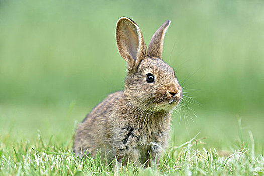 兔子,驯服,杂交品种,德国,巨大,草地,萨克森,欧洲