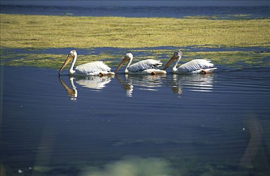 鹈鹕,湖,国家野生动植物保护区,俄勒冈,美国