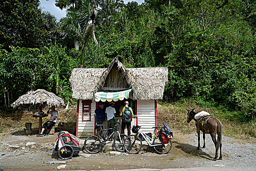 古巴,区域,自行车,骡子,停放,正面,小,店,遮盖,棕榈树,叶子,乡村